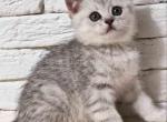 Tomas silver leopard tabby scottish straight - Scottish Straight Kitten For Sale - Dallas, TX, US