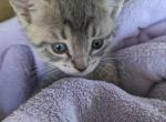 Smokey - American Shorthair Kitten For Sale - 