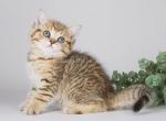 Dufour golden leopard tabby scottish straight - Scottish Straight Kitten For Sale - Dallas, TX, US