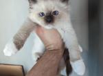 Zeus chocolate mitted - Ragdoll Kitten For Sale - 