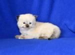 Zestys Litter - Ragdoll Kitten For Sale - WI, US