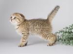 MonteRoza golden leopard scottish fold tabby - Scottish Fold Kitten For Sale - Dallas, TX, US