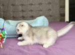 Dax scottish fold blue silver ticked chinchilla - Scottish Fold Kitten For Sale - Dallas, TX, US