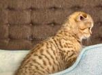 Duke golden leopard scottish fold tabby - Scottish Fold Kitten For Sale - Dallas, TX, US