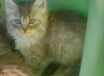 TICA certified Siberian kittens - Siberian Kitten For Sale - Bellingham, WA, US