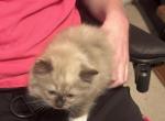 Stella 2 - Ragdoll Kitten For Sale - 