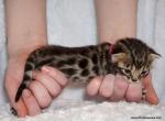 Adorable Bengal girl - Bengal Kitten For Sale - 