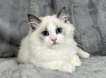 Kenzie - Ragdoll Kitten For Sale - Tampa, FL, US