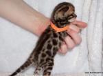 Adorable little Bengal girl - Bengal Kitten For Sale - Lockport, NY, US