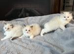 Cali x Stirling - Ragdoll Kitten For Sale - Tampa, FL, US