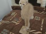 Exotic Shorthair Female Cream Kitten - Exotic Kitten For Sale - Brooklyn, NY, US