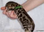 Cute little Bengal male - Bengal Kitten For Sale - 