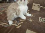 Persian Female Cream Kitten - Persian Kitten For Sale - 