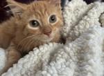 Charlie - Siberian Kitten For Sale - Port Murray, NJ, US