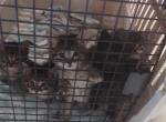 Kitty's for sale - American Shorthair Kitten For Sale - Brook Park, MN, US