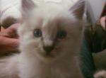 Not named yet - Domestic Kitten For Adoption - 