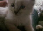 Puff - Domestic Kitten For Sale - 