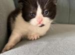 Tuxedo Boy - British Shorthair Kitten For Sale - 