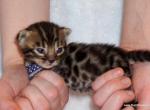 Adorable Bengal Boy - Bengal Kitten For Sale - Lockport, NY, US