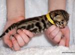 Handsome little Bengal boy - Bengal Kitten For Sale - Lockport, NY, US