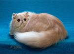 GR CH Mithra's Misty Muffin - Persian Cat For Sale - NJ, US