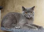 Dash - Scottish Straight Kitten For Sale - Arvada, CO, US