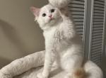 Handsome purebred Flame point male kitten - Ragdoll Kitten For Sale - Beavercreek, OH, US