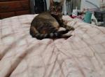 Scarlet - Domestic Cat For Adoption - Hubert, NC, US