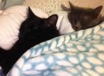 Luna and Diego - Domestic Cat For Sale - Burlington, CT, US