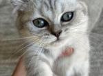 Lolas babies - Scottish Straight Kitten For Sale - Fair Oaks, CA, US