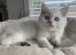 Joseph - Scottish Straight Kitten For Sale - 