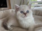 Jasmine - Scottish Straight Kitten For Sale - 