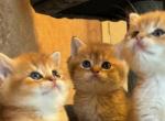 Litter A - British Shorthair Kitten For Sale - 