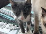 Gray and White Male Kitten - Domestic Kitten For Sale - 