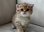 Molly - British Shorthair Kitten For Sale - 