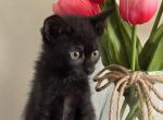 Bueatiful Kitten - Bombay Kitten For Sale - 