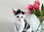 Lovely Girl - American Shorthair Kitten For Sale - 