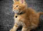 Dracarys - Maine Coon Kitten For Sale - Seattle, WA, US