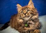 Titan - Maine Coon Kitten For Sale - Seattle, WA, US