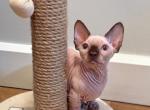 Thavma - Bambino Kitten For Sale - 