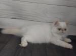 Dominika - Exotic Kitten For Sale - Los Angeles, CA, US