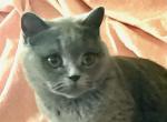 Bretta - British Shorthair Cat For Sale/Retired Breeding - 