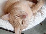 Tinman Tincan Tanner - American Shorthair Cat For Adoption - Chipley, FL, US