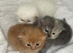 Persians - Persian Kitten For Sale - North Ridgeville, OH, US