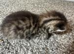 Marco - Bengal Kitten For Sale - 