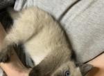 Bears - Siamese Kitten For Sale - Plymouth, IN, US