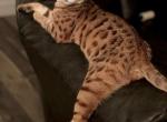 Mila F4 - Savannah Cat For Sale/Retired Breeding - 