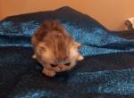 RESERVED Smokey Tabby Male - Persian Kitten For Sale - York, PA, US