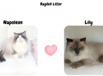 TICA & TCA Registered Ragdoll Expected Litters - Ragdoll Kitten For Sale - Farmville, VA, US