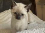 White Female Kitten - Domestic Kitten For Sale - Westfield, MA, US